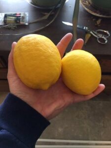 indoor-winter-gardening-ideas